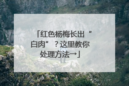 红色杨梅长出“白肉”？这里教你处理方法→