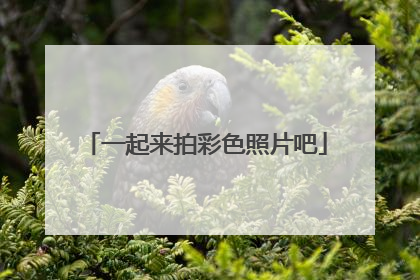 一起来拍彩色照片吧