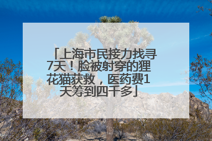 上海市民接力找寻7天！脸被射穿的狸花猫获救，医药费1天筹到四千多
