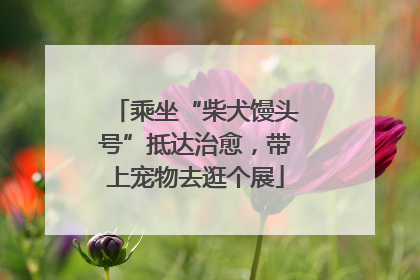 乘坐“柴犬馒头号”抵达治愈，带上宠物去逛个展