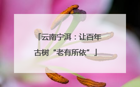 云南宁洱：让百年古树“老有所依”
