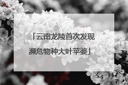 云南龙陵首次发现濒危物种大叶苹婆