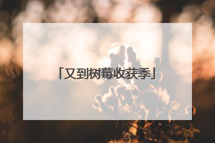 又到树莓收获季