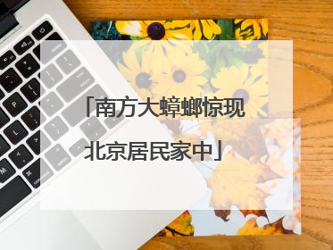 南方大蟑螂惊现北京居民家中