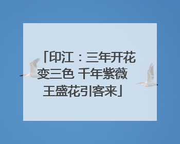 印江：三年开花变三色 千年紫薇王盛花引客来