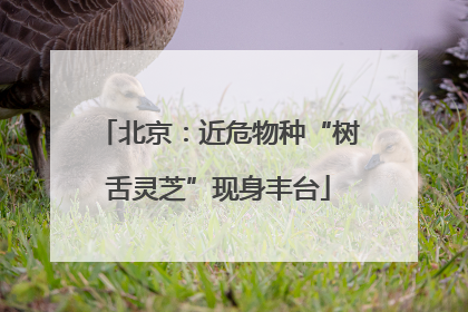 北京：近危物种“树舌灵芝”现身丰台