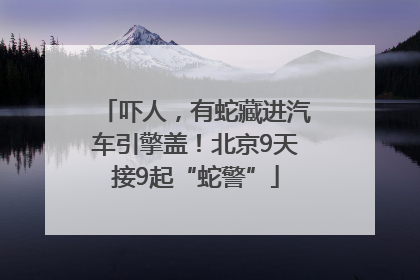 吓人，有蛇藏进汽车引擎盖！北京9天接9起“蛇警”