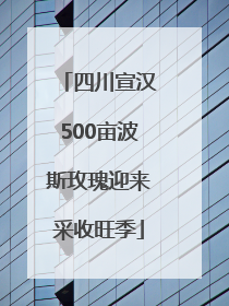 四川宣汉500亩波斯玫瑰迎来采收旺季