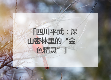 四川平武：深山密林里的“金色精灵”