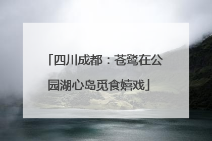 四川成都：苍鹭在公园湖心岛觅食嬉戏