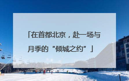 在首都北京，赴一场与月季的“倾城之约”