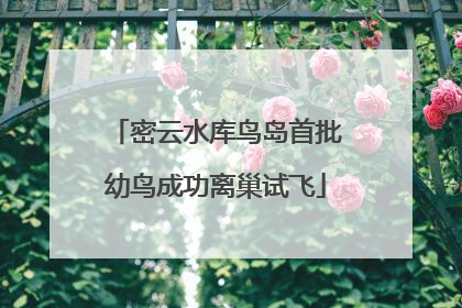 密云水库鸟岛首批幼鸟成功离巢试飞