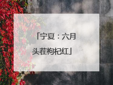 宁夏：六月头茬枸杞红