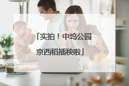 实拍！中坞公园京西稻插秧啦