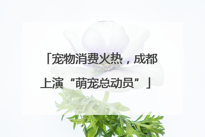 宠物消费火热，成都上演“萌宠总动员”