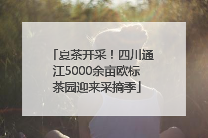 夏茶开采！四川通江5000余亩欧标茶园迎来采摘季