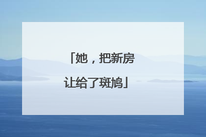 她，把新房让给了斑鸠