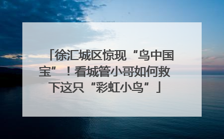 徐汇城区惊现“鸟中国宝”！看城管小哥如何救下这只“彩虹小鸟”