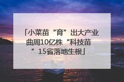 小菜苗“育”出大产业 曲周10亿株“科技苗”15省落地生根