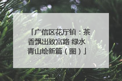 广信区花厅镇：茶香飘出致富路 绿水青山绘新篇（图）