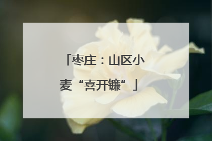 枣庄：山区小麦“喜开镰”