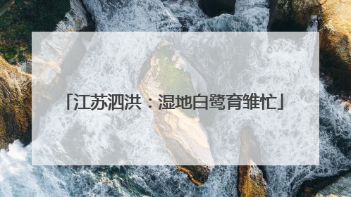 江苏泗洪：湿地白鹭育雏忙
