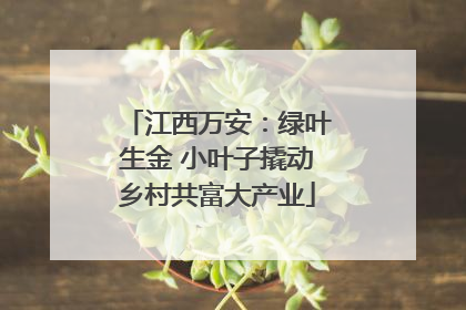 江西万安：绿叶生金 小叶子撬动乡村共富大产业