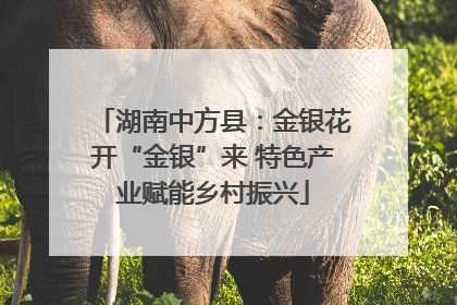 湖南中方县：金银花开“金银”来 特色产业赋能乡村振兴