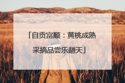 自贡富顺：黄桃成熟 采摘品尝乐翻天