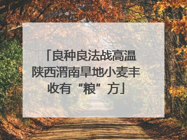 良种良法战高温 陕西渭南旱地小麦丰收有“粮”方