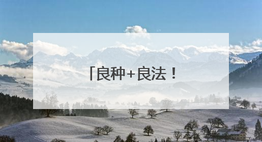 良种+良法！新乡延津县试验田小麦刷新黄淮麦区高产记录