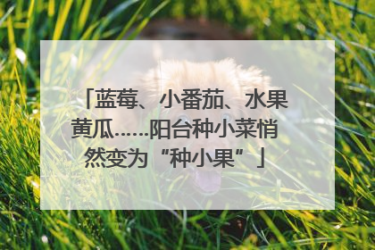 蓝莓、小番茄、水果黄瓜……阳台种小菜悄然变为“种小果”