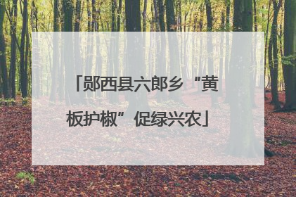 郧西县六郎乡“黄板护椒”促绿兴农
