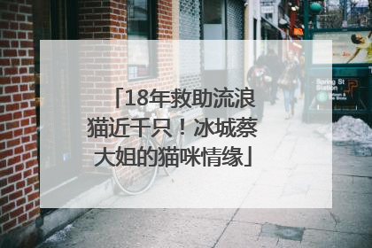 18年救助流浪猫近千只！冰城蔡大姐的猫咪情缘